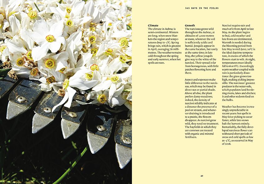 Nez Editions Narcissus - Image 5