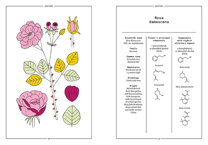Nez Editions Rose - Image 9